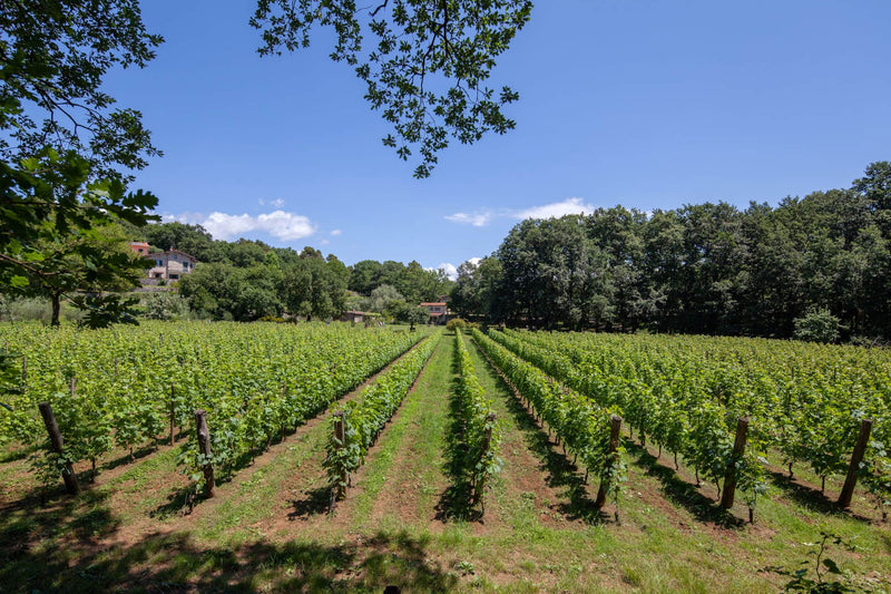Pian della Chiesa Vigne Margot