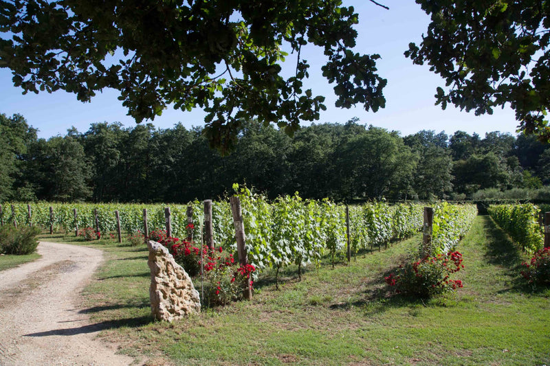 Pian della Chiesa Vineyard Margot