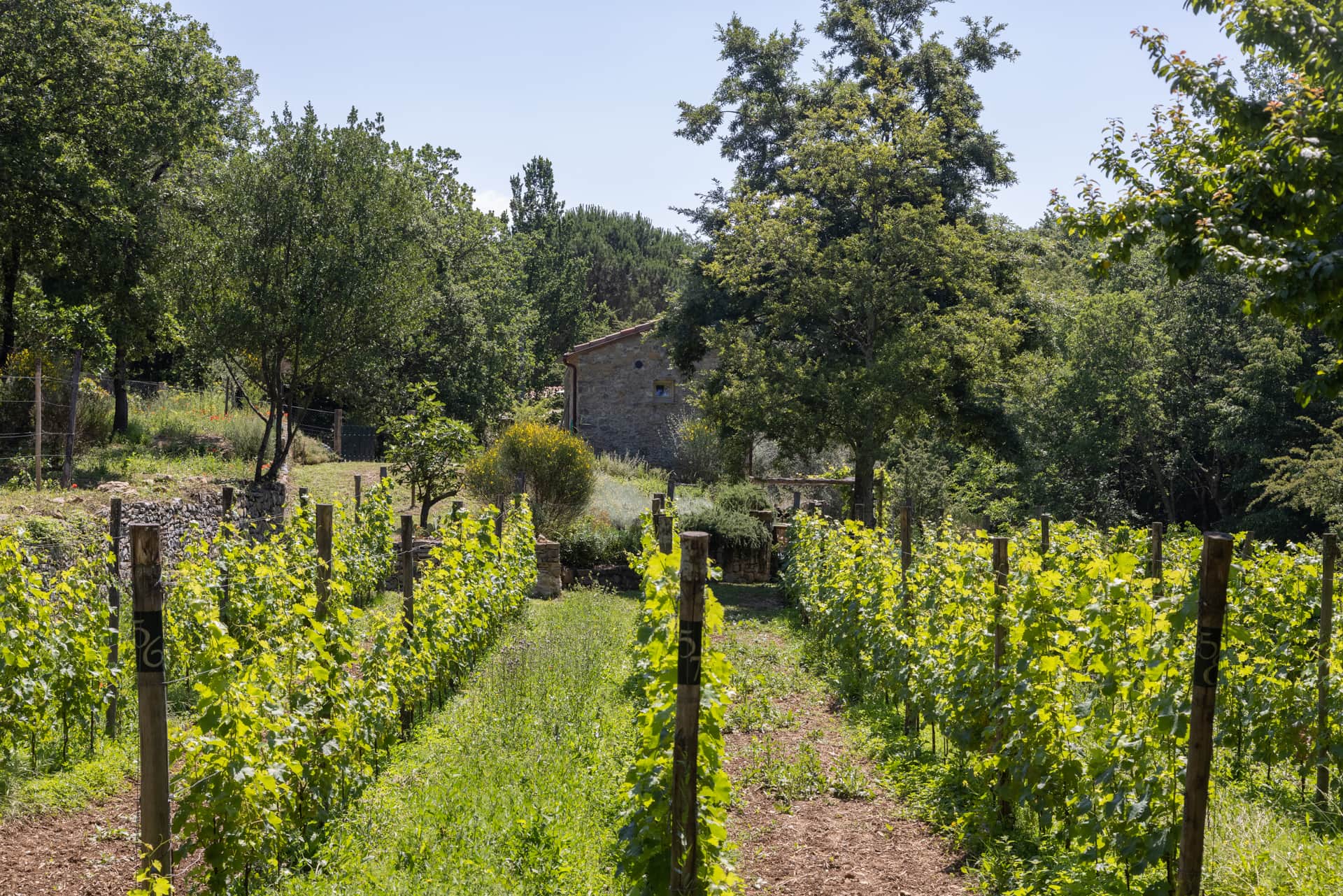 La Torretta Vigne Pian della Chiesa